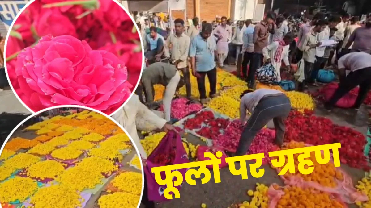 आगर-मालवा : फूलों पर मौसम और बाजार की मार, गेंदा 2 से 5 रुपए किलो तक रहा बिक, एक बीघा गेंदा उगाने में 25 हजार रुपए खर्च,